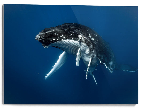 Humpback whales, Tonga
