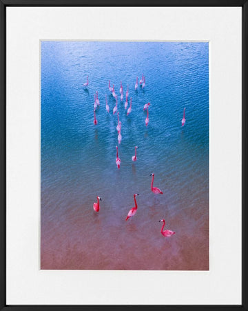 Where Flamingos Live