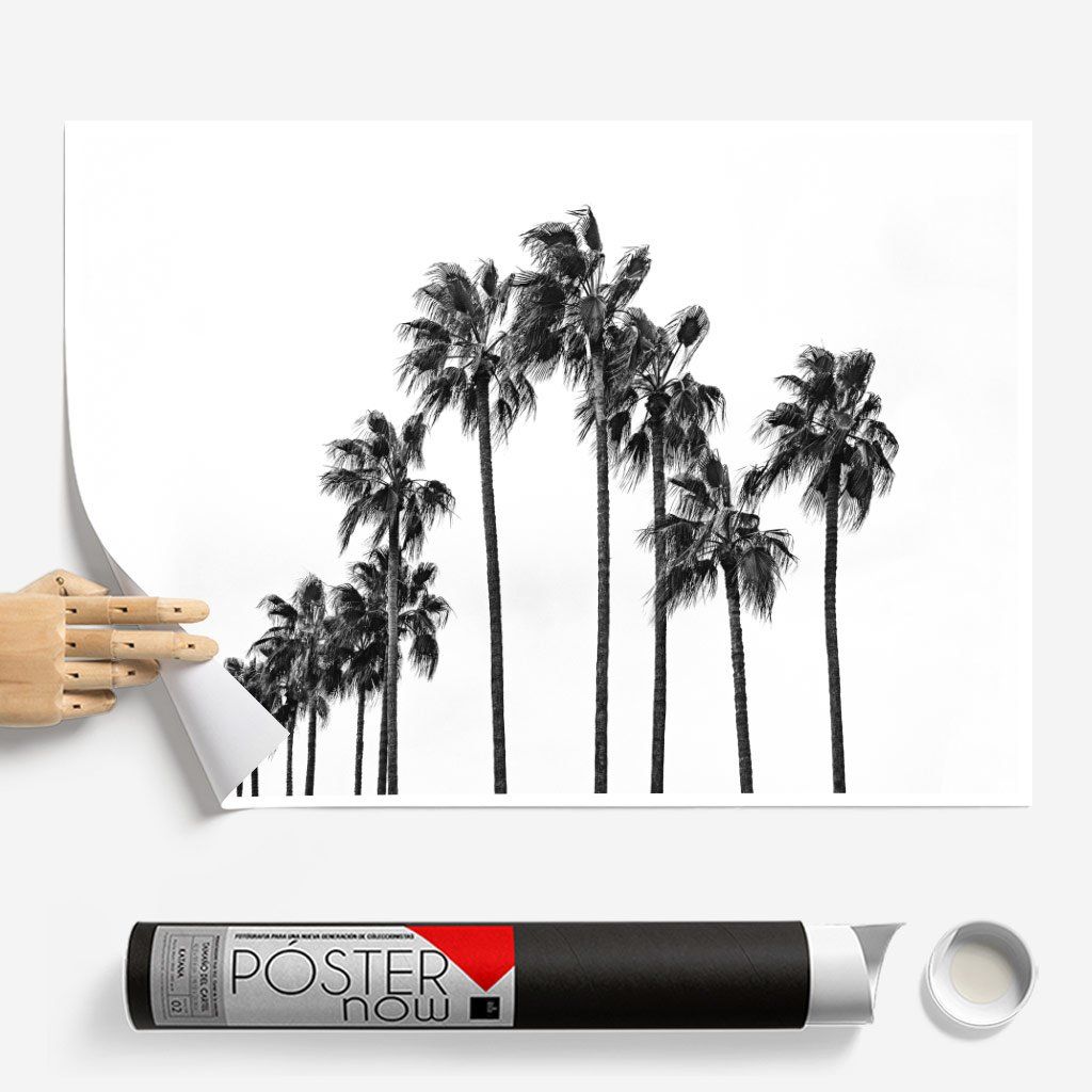 Monochrome Hub-PALMS-B&W-30x40 cm-posters-Monochrome Hub-Gallery for Fine Art Photography
