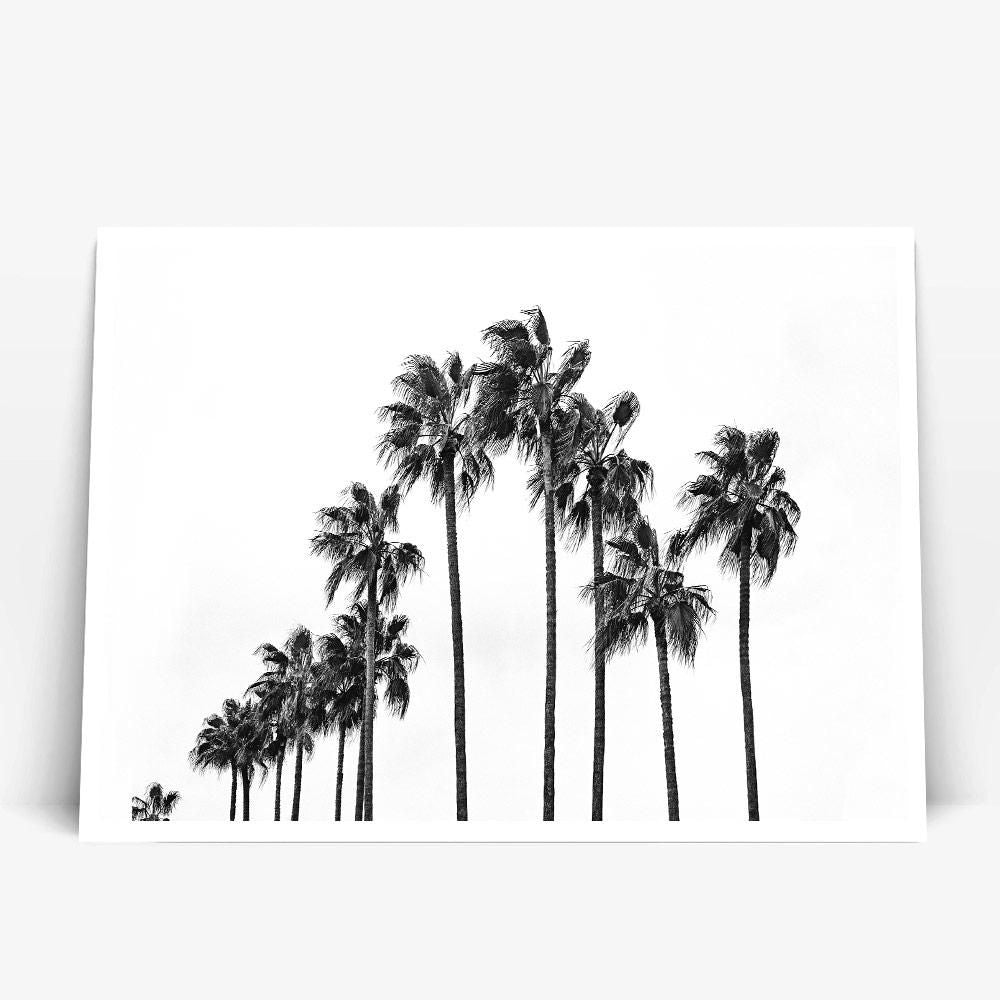 Monochrome Hub-PALMS-B&W--posters-Monochrome Hub-Gallery for Fine Art Photography