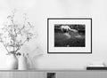 Aníbal Cáceres 'DANG3Rphotos'-WHITE HORSE-40x50 cm-limited editions-Monochrome Hub-Gallery for Fine Art Photography