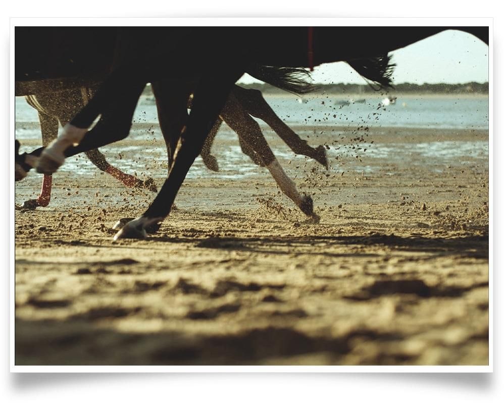 Several horse legs in motion kick up sand along a shoreline, with water and a low horizon visible in the background.