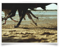 Aníbal Cáceres 'DANG3Rphotos'-HORSE-PRINT ONLY-42x60 cm-limited editions-Monochrome Hub-Gallery for Fine Art Photography