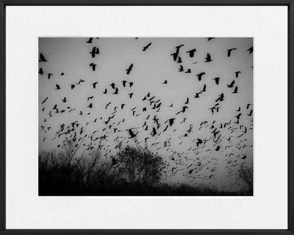 Nikola Balimezov-THE BIRDS-40x50 cm-limited editions-Monochrome Hub-Gallery for Fine Art Photography