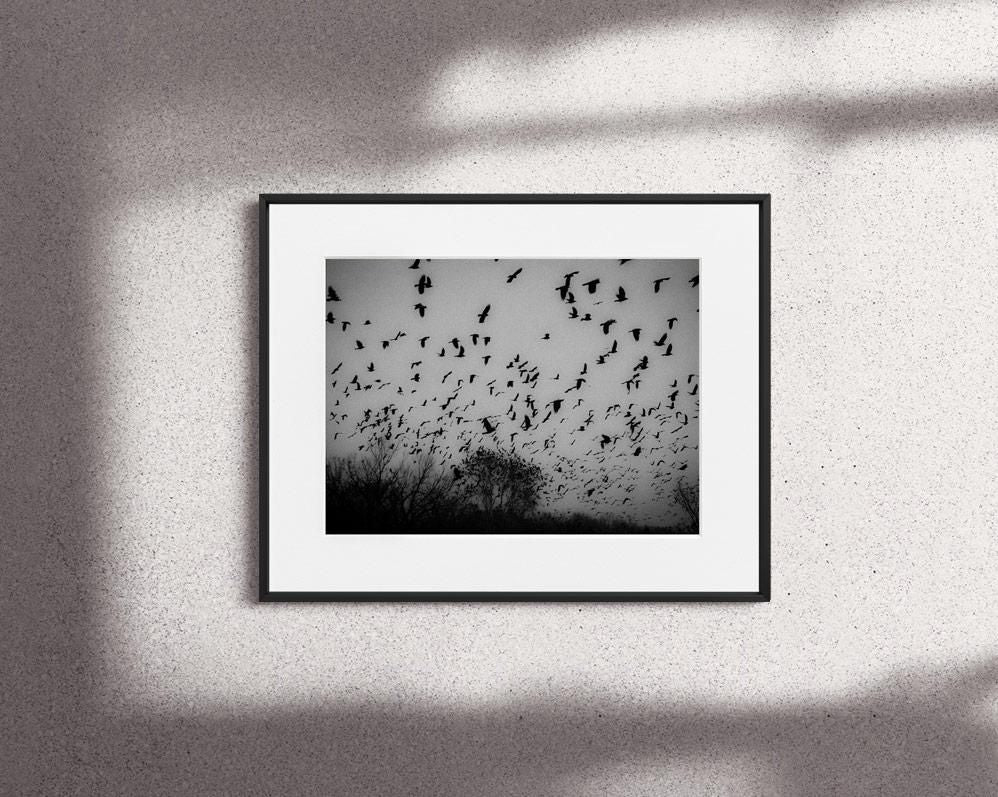 Nikola Balimezov-THE BIRDS--limited editions-Monochrome Hub-Gallery for Fine Art Photography