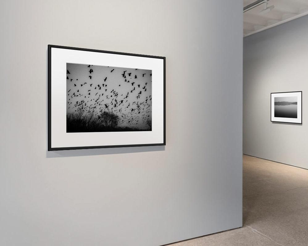 Nikola Balimezov-THE BIRDS--limited editions-Monochrome Hub-Gallery for Fine Art Photography