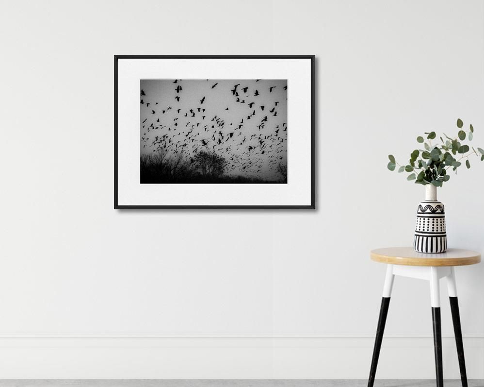 Nikola Balimezov-THE BIRDS--limited editions-Monochrome Hub-Gallery for Fine Art Photography