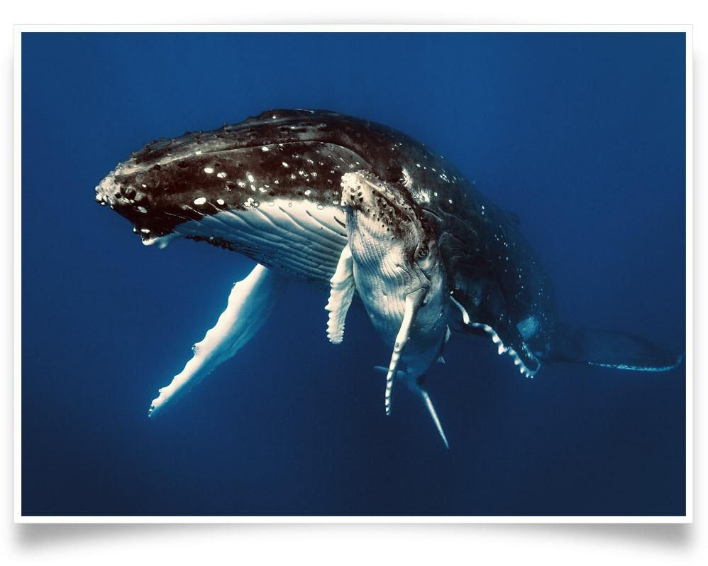 Martin Hristov-Humpback whales, Tonga-PRINT ONLY-42x60 cm-limited editions-Monochrome Hub-Gallery for Fine Art Photography