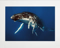 Martin Hristov-Humpback whales, Tonga--limited editions-Monochrome Hub-Gallery for Fine Art Photography