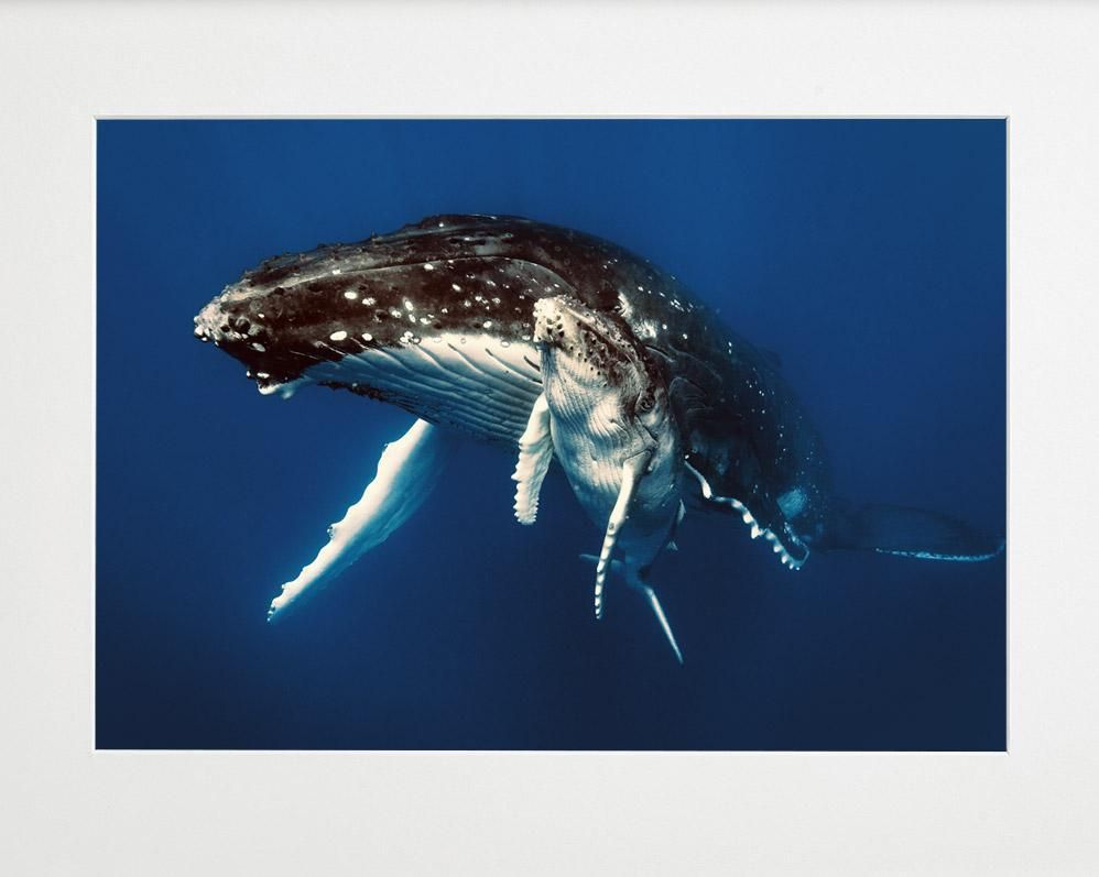 Martin Hristov-Humpback whales, Tonga--limited editions-Monochrome Hub-Gallery for Fine Art Photography