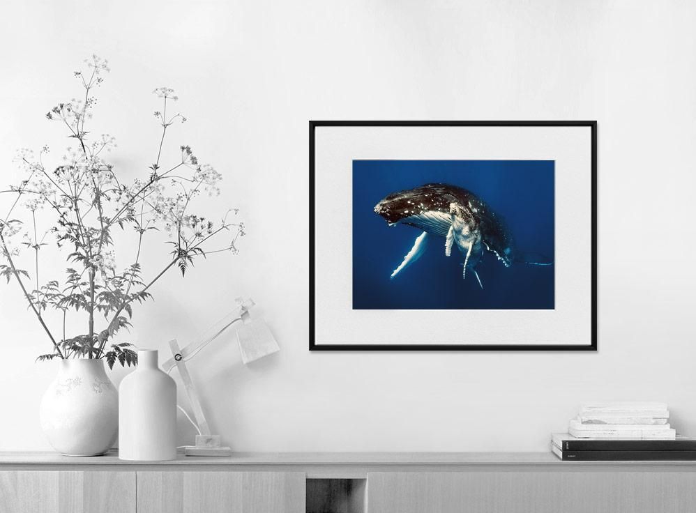 Martin Hristov-Humpback whales, Tonga-40x50 cm-limited editions-Monochrome Hub-Gallery for Fine Art Photography