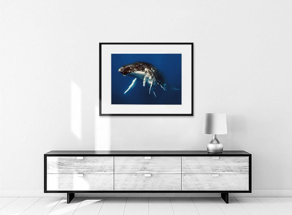 Martin Hristov-Humpback whales, Tonga-50x70 cm-limited editions-Monochrome Hub-Gallery for Fine Art Photography