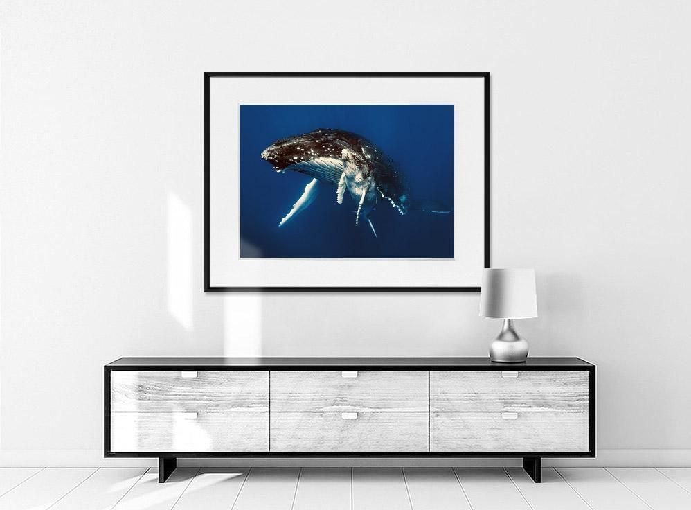 Martin Hristov-Humpback whales, Tonga-70x100 cm-limited editions-Monochrome Hub-Gallery for Fine Art Photography
