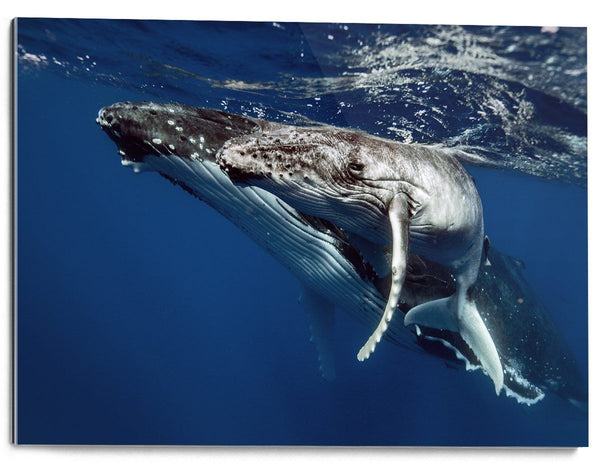Humpback whales-II-Tonga