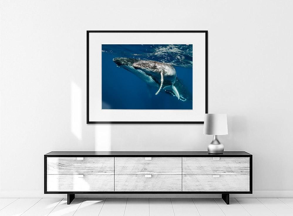 Martin Hristov-Humpback whales-II-Tonga-70x100 cm-limited editions-Monochrome Hub-Gallery for Fine Art Photography