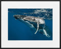 Martin Hristov-Humpback whales-II-Tonga--limited editions-Monochrome Hub-Gallery for Fine Art Photography