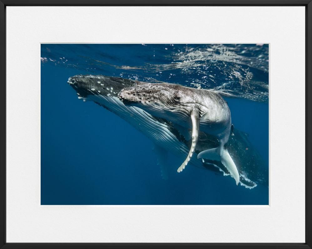 Martin Hristov-Humpback whales-II-Tonga--limited editions-Monochrome Hub-Gallery for Fine Art Photography