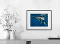 Martin Hristov-Humpback whales-II-Tonga-40x50 cm-limited editions-Monochrome Hub-Gallery for Fine Art Photography