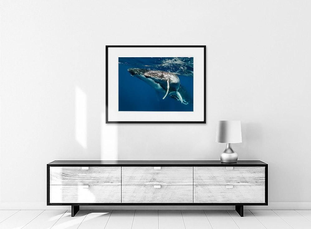 Martin Hristov-Humpback whales-II-Tonga-50x70 cm-limited editions-Monochrome Hub-Gallery for Fine Art Photography