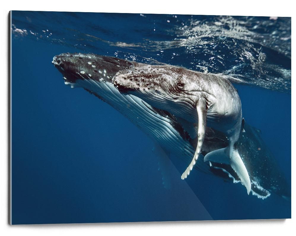 Martin Hristov-Humpback whales-II-Tonga--limited editions-Monochrome Hub-Gallery for Fine Art Photography
