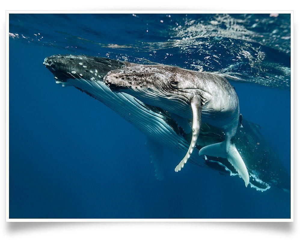 Martin Hristov-Humpback whales-II-Tonga-PRINT ONLY-42x60 cm-limited editions-Monochrome Hub-Gallery for Fine Art Photography
