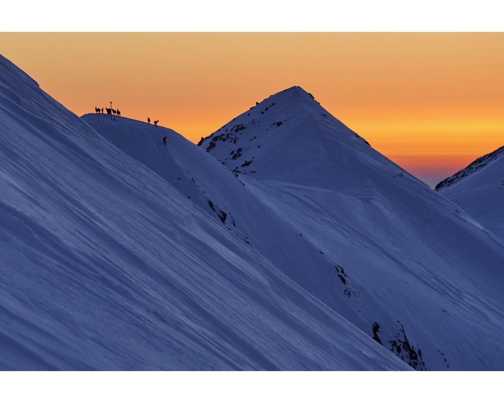 Pencho Chukov-Wild goats on sunset-PRINT ONLY-42x60 cm-limited editions-Monochrome Hub-Gallery for Fine Art Photography
